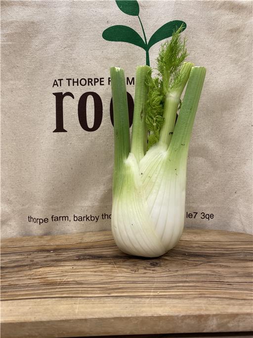 Fennel