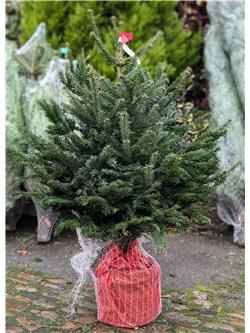 Pot Grown Nordman Fir 3-4ft