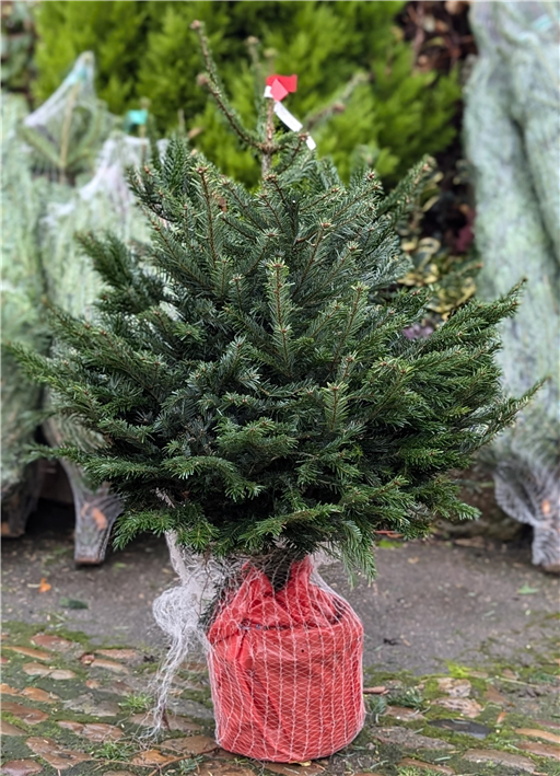 Pot Grown Nordman Fir 3-4ft