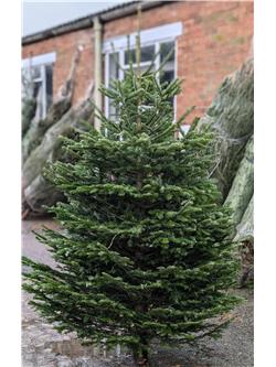 8ft Nordman Fir