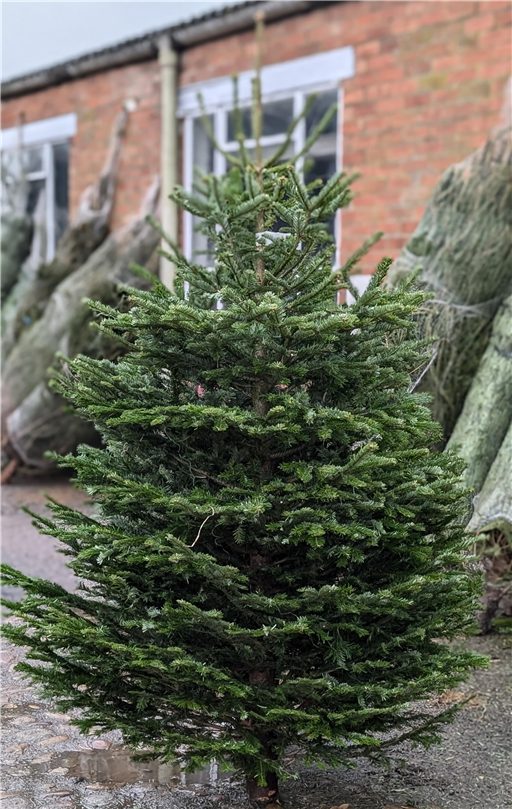 8ft Nordman Fir