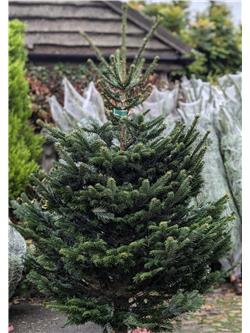 6-7ft Nordman Fir