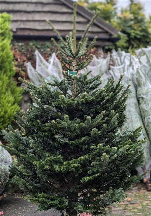 6-7ft Nordman Fir