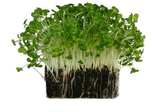 Cress Box